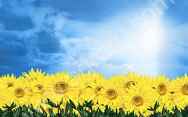 Зерновые и масленичные