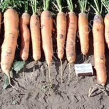 <span>морковь</span> свежая урожай г