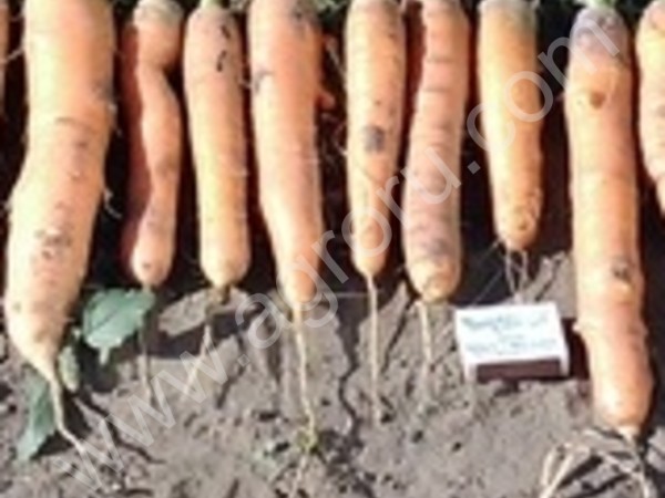 Морковь свежая урожай 2014 г.