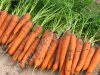 Морковь оптом