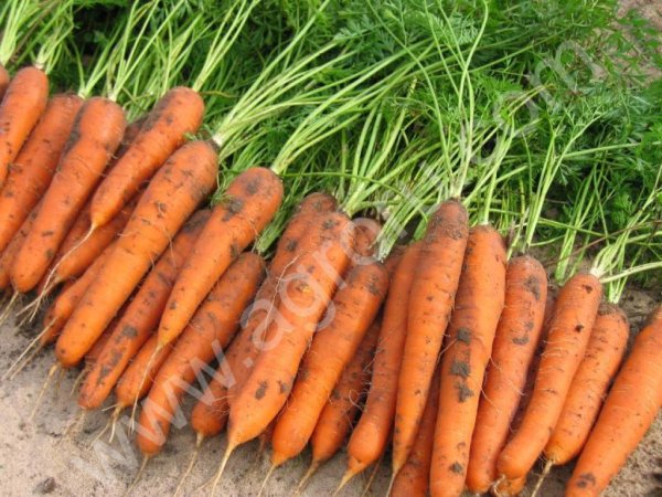Морковь оптом