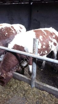 скот живым весом: Быки,коровы,лошади