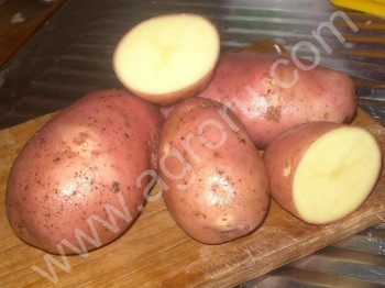 <span>картофель</span>