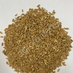 Пшеница твердых сортов