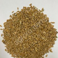 Пшеница твердых сортов