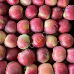 Яблоки оптом от производителя.