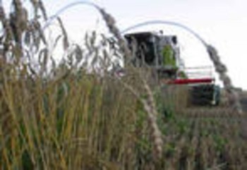 В Грузии началась уборка зерновых
