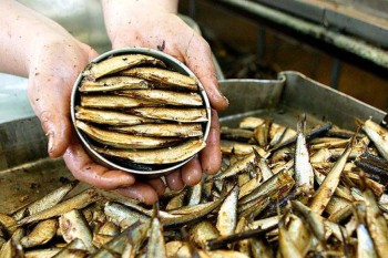 Прибалтика не находит рынок сбыта для своей рыбы