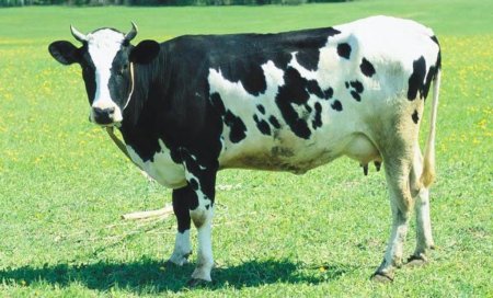 Коров выгнали на пастбища