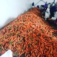 Морковь оптом на переработку.