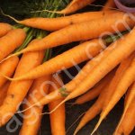 Морковь
