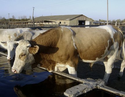 Консервирование зеленой массы злаково-бобовых травосмесей химическими консервантами кормов