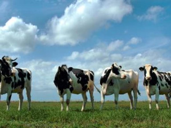 «Индустриальная молочная компания» поглотит сразу 6 сельхозпредприятий
