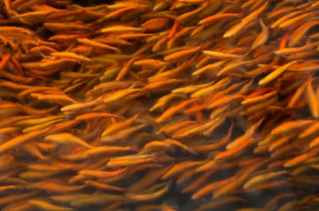 Полмиллиона мальков сазана запустили в Иван