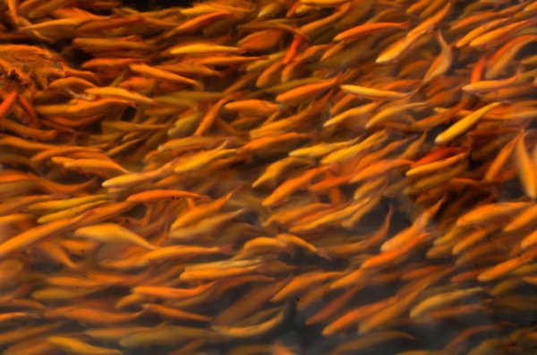 Полмиллиона мальков сазана запустили в Иван