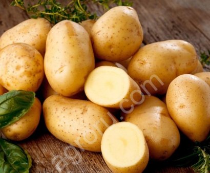 картофель оптом