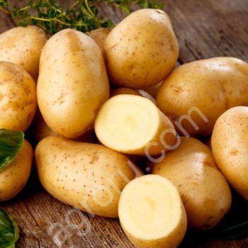картофель оптом