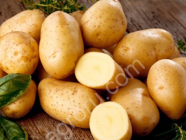 картофель оптом