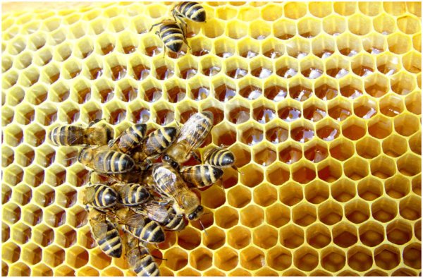 Свойства пчелиного яда