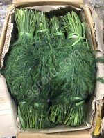 Петрушка Укроп