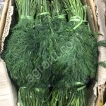 Петрушка Укроп