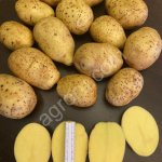 картофель оптом