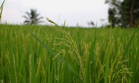 О текущей ситуации в агропромышленном комплексе Краснодарского края