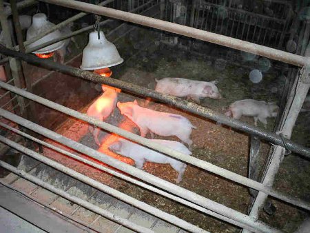 Выбор поросят при покупке