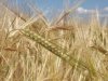 Цены на хлеб в Кировской области вырастут из-за высокой гибели озимых