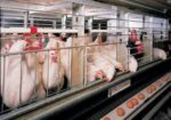 Казахстан: Птицефабрика в Карагандинской области получила более $1,2 млн госдотаций