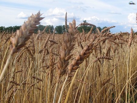 Здоровье зерна и фитосанитарные меры в системах семенного оборота