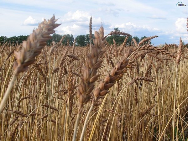 Здоровье зерна и фитосанитарные меры в системах семенного оборота