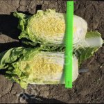 Пекинская капуста