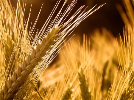 Пшеница США: снижение цен продолжилось на метеосводках с полей