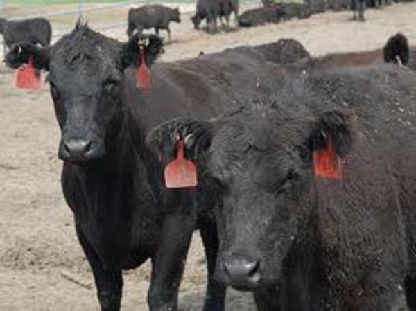 Поголовье мясных пород крупного рогатого скота АПХ Мираторг