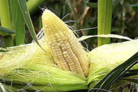 Италия сократила импорт пшеницы и кукурузы в первые два месяца 2012 года