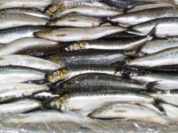 В Приморье увеличили вылов рыбы на 9 процентов