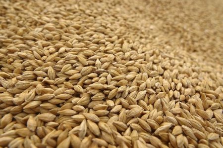 Ставрополье планирует экспортировать порядка 5 млн. тонн зерна