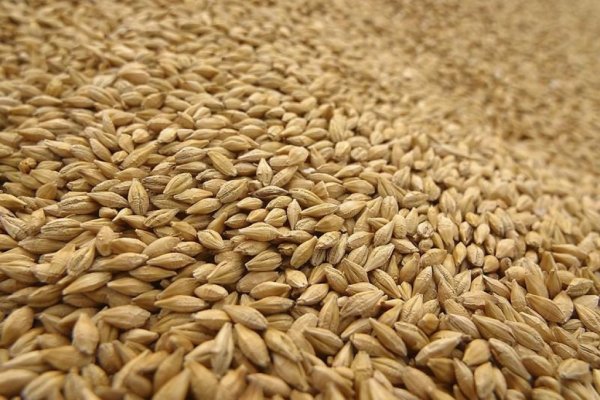 Ставрополье планирует экспортировать порядка 5 млн. тонн зерна