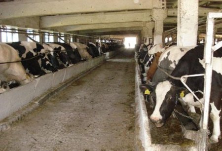 Эксперт объяснил, как выжить производителям молочной продукции