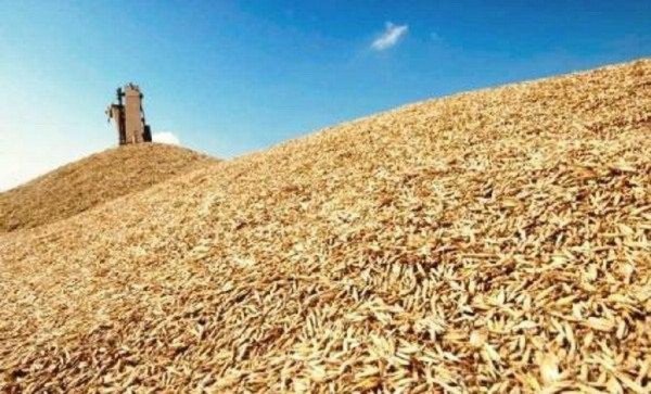 Египет усилил контроль за поставками зерна после задержания пшеницы из России