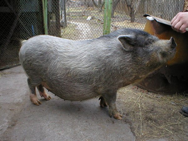 Мероприятия по локализации очага АЧС в  Константиновске проводятся согласно плану