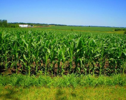 С 13 по 20 апреля минимальные цены на пшеницу 3-го класса на внутреннем рынке сохранились на 3,8 тыс. гривен/тонна