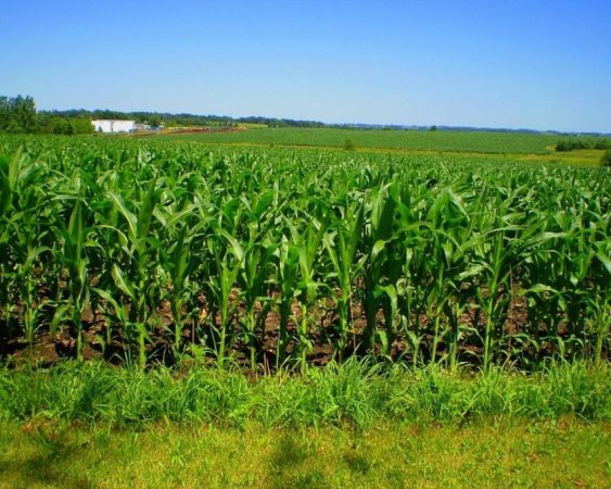 С 13 по 20 апреля минимальные цены на пшеницу 3-го класса на внутреннем рынке сохранились на 3,8 тыс. гривен/тонна