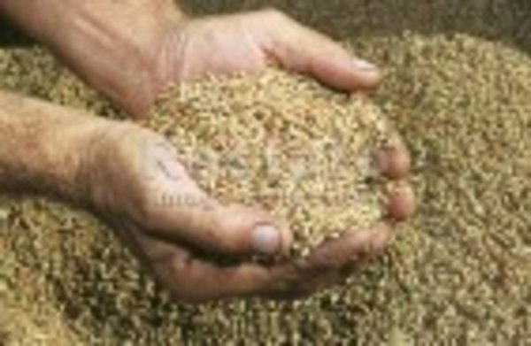 Производство зерновых культур в Азербайджане выросло на 24%