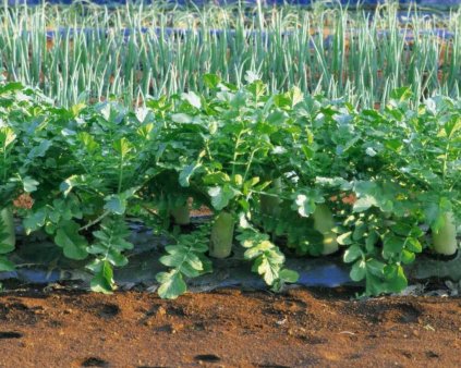 Наиболее выгодно в Украине выращивать фрукты и овощи