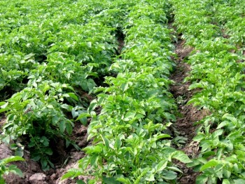В Узбекистане начали выращивать картофель в пробирках