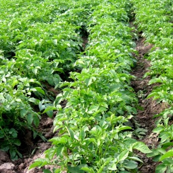 В Узбекистане начали выращивать картофель в пробирках