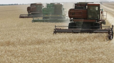Турция:  снижение производства зерна