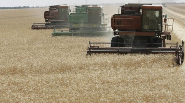 Турция:  снижение производства зерна